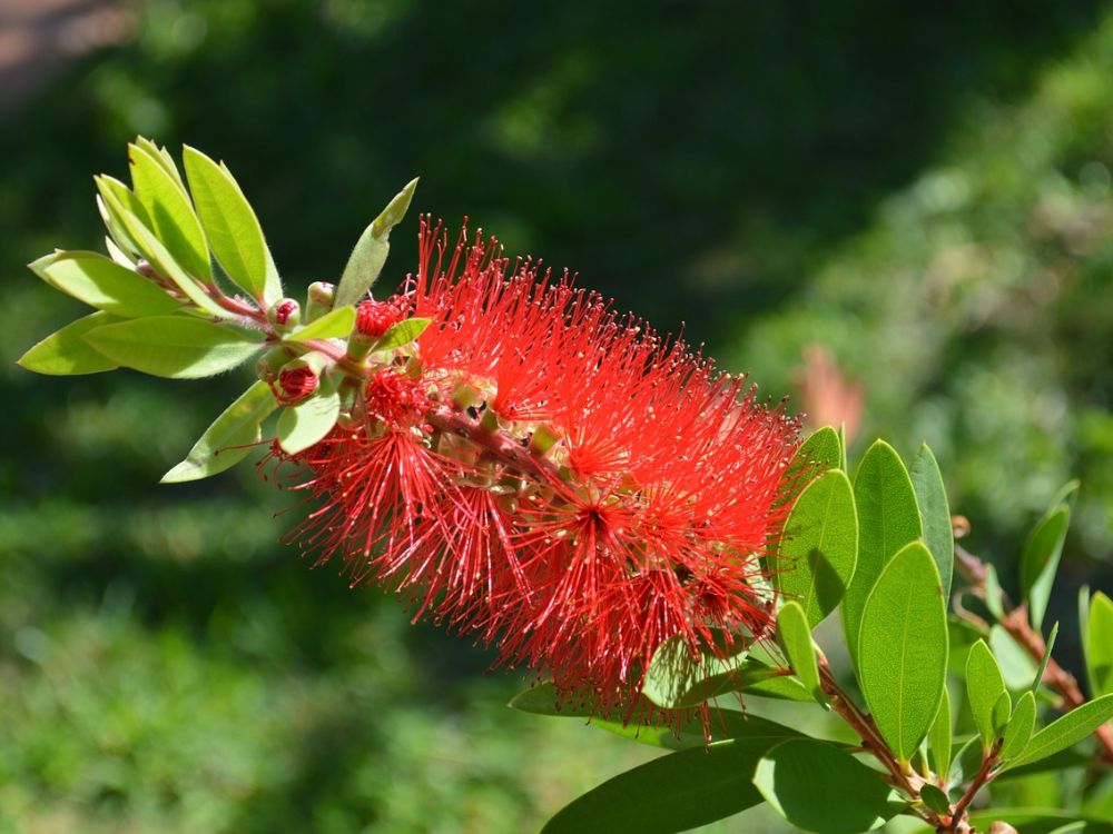 callistemon spray bottle shrub red