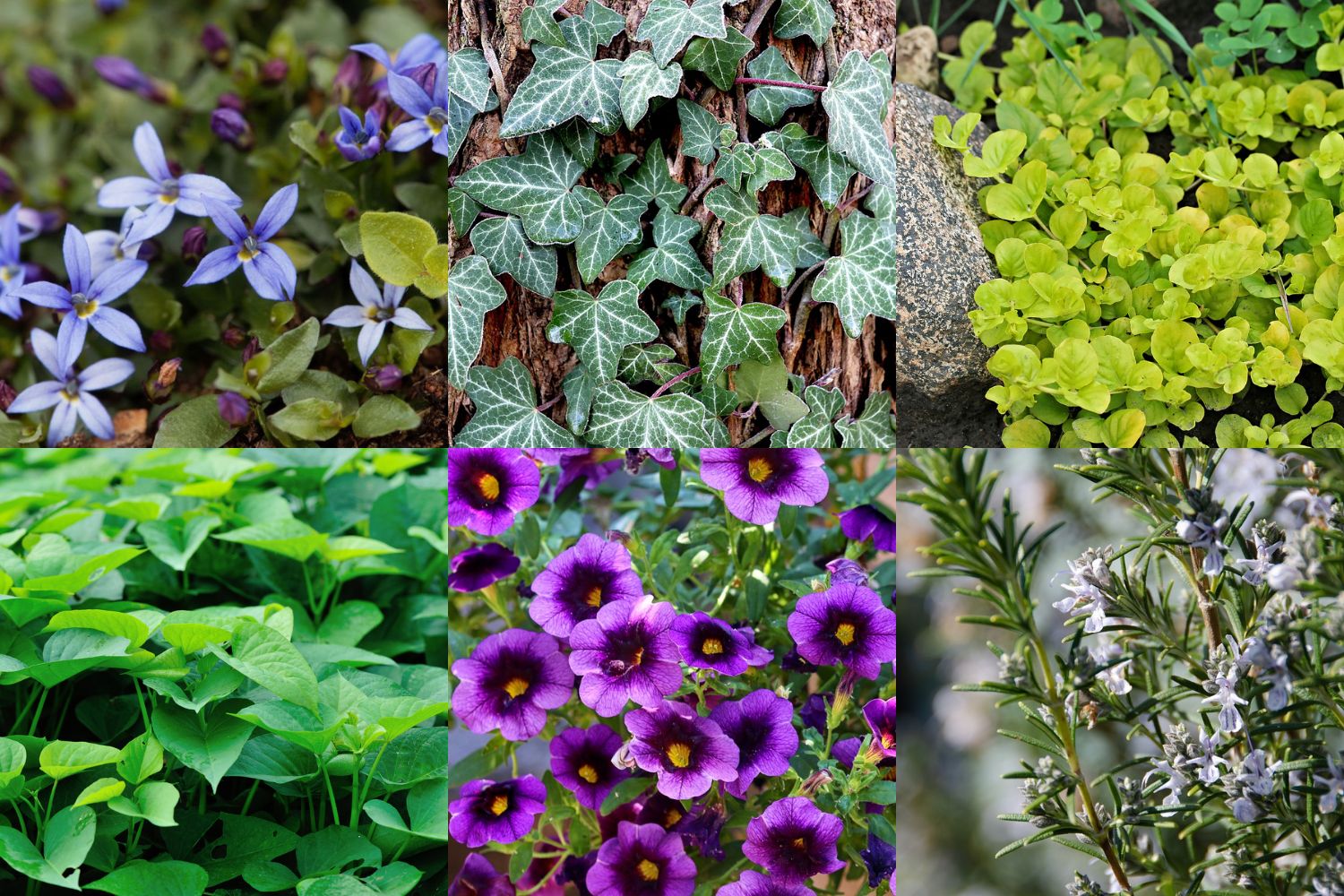 16 Cascading Plants: Transform Your Garden with Vibrant Greenery and