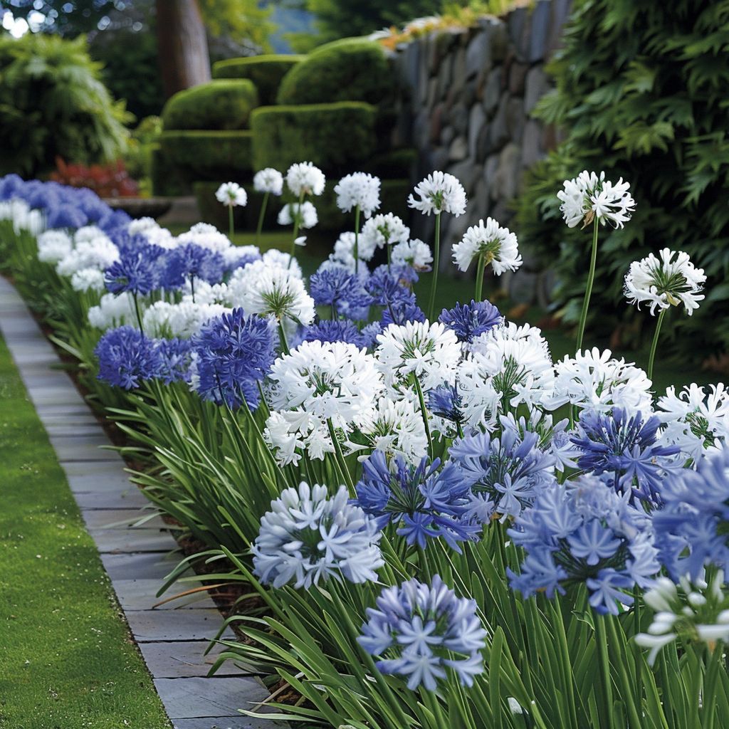 formal garden white or blue