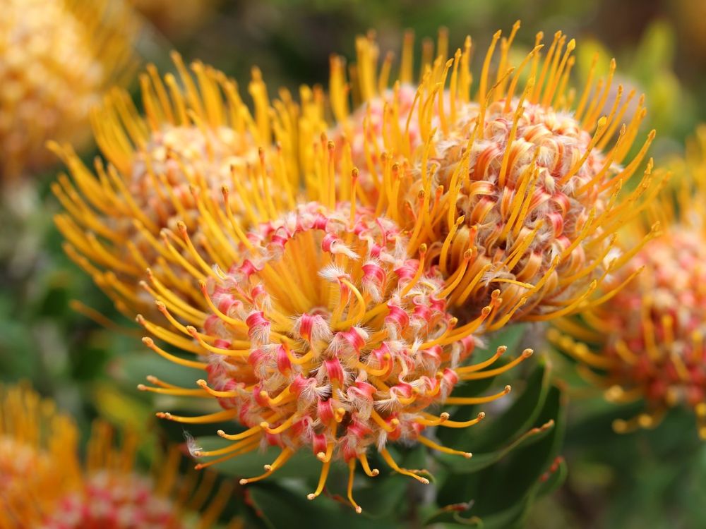 pincushion protea leucospermum